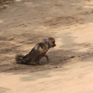 A Black and Brown Furry brown dog Dog Found from Sector 2, Gandhinagar-2