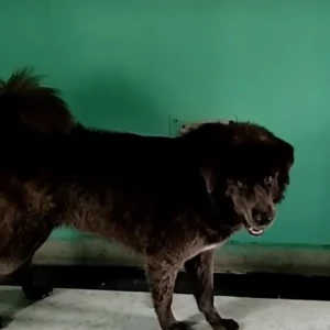 A Grey Bhotia Dog Missing from Greater Noida-3