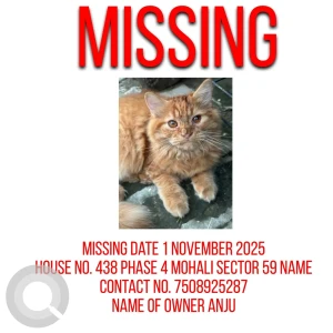 A Golden Persian Cat Missing from Sector 59, Mohali-2
