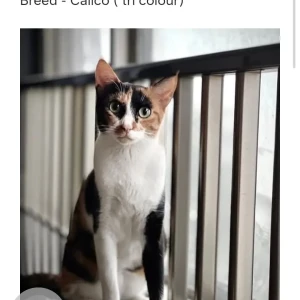 A White-Brown Mix Calico Breed (Tri color) Cat Missing from Mahalakshmi Nilaya near Tv1 Office , Madikeri