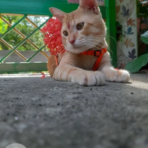 A Orange Local Cat Missing from Hatigaon, Guwahati-3