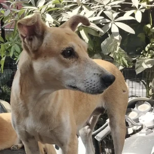 A Brown Indie Dog Missing from New Delhi
