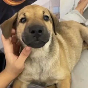 A Light Brown mixed Dog Missing from Ashvem, Morjim