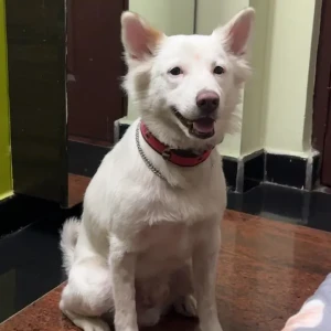 A White Pomeranian Dog Missing from Greater Hyderabad Municipal Corporation West Zone, Hyderabad