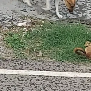 A White-Brown Mix Indie Dog Found from Nehru Nagar, Ghaziabad