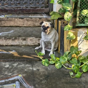 A Light Brown Pug Dog Found from Shenoy Nagar, Chennai