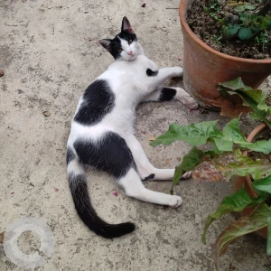 A Black and White Tuxedo Cat Missing from Sinthee, Kolkata