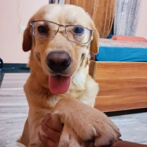 A Golden Labrador Dog Missing from JLN MARG service lane, opposite genpact-4