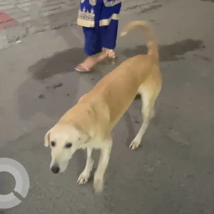 A White-Brown Mix Indie Dog Missing from Sector 104, Noida