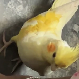 A White cockataiel Bird Missing from Lakhpedabagh, Barabanki-2