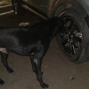 A Black Desi (Indian ) Dog Found from Vikaspuri, New Delhi