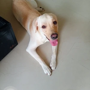 A Light Brown Labrodor Dog Missing from Pune-4