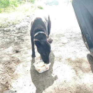 A Black Desi breed Dog Missing from Bhopal, Bhopal