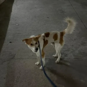 A White-Brown Mix Indie Dog Found from Bengaluru