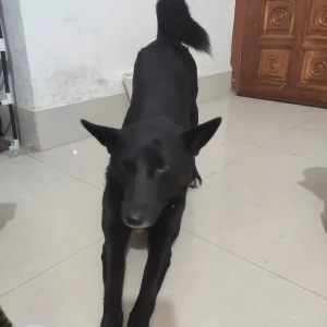A Black Indian Dog Found from Bamunimaidan, Guwahati