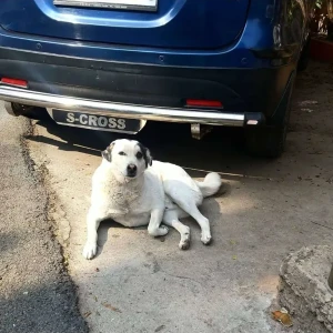 A Black and White Indie Dog Missing from Hauz Khas, New Delhi-3