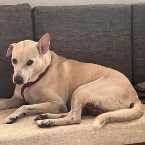 A Light Brown Indie Dog Missing from Pimpri Chinchwad-2