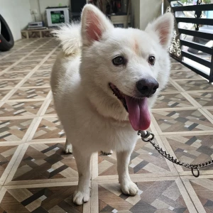 A White Pomeranian Dog Found from Madurai