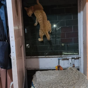 A Golden Normal Cat Missing from Noida