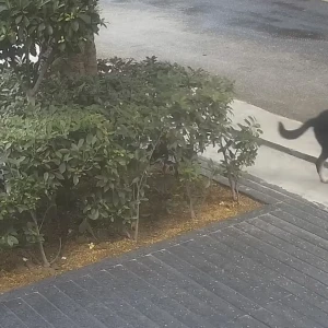 A Black and White Indie Dog Missing from Noida-4