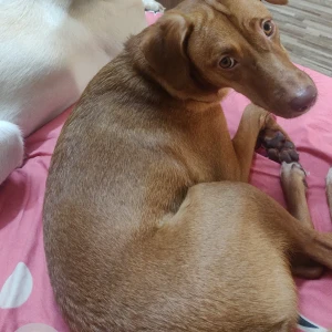 A Brown Indian Pariah mix Dog Missing from Hyderabad-4