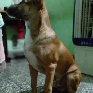 A Black and Brown Indie Dog Missing from Rohini, New Delhi-3