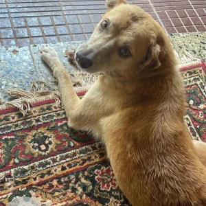 A Light Brown Street dog Dog Missing from Bouta Waddo, Assagao-3