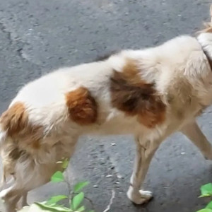 Toby is missing from Prabhat road lane no 3-2