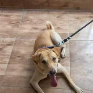 A labrador is missing from kowkoor Janapriya-2