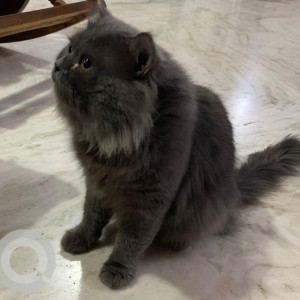 Grey Persian Cat with hazel eyes & long hair  is found in Tolichowki