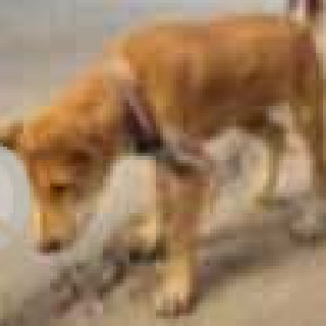 Tommy is missing from Sudakshina Estate B , 96 Raja S.C Mullick Road-2