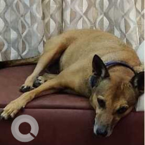 Indie dog is missing from Kuppusamy Nagar 2nd Street Ayanavaram-2
