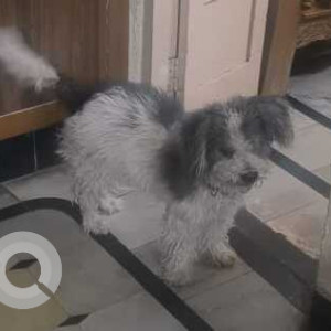 Shih Tzu is missing in  Sultan Bazar Area-2