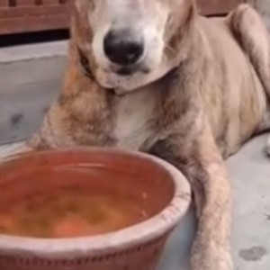 Tony is missing from Ram Nagar Shahdara-2