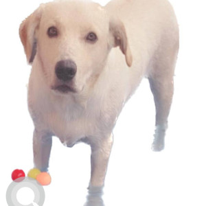 A pet dog is missing from Attari-2