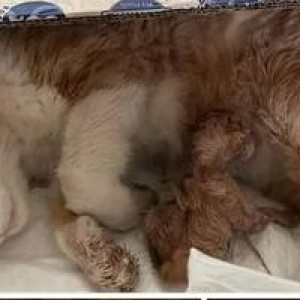 Pregnant indie cat is missing from Eden Garden Cooperative Housing Society-2