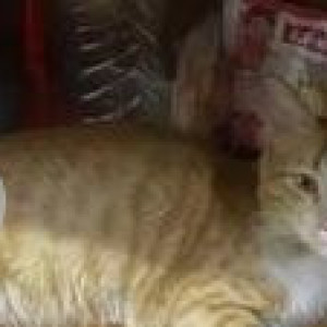 Pregnant indie cat is missing from Eden Garden Cooperative Housing Society