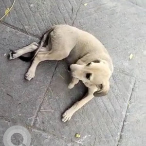 A Female Dog Tuktuk is missing from sector 12 petrol pump, dwarka Delhi-4