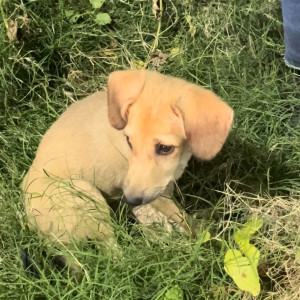 A Female Dog Tuktuk is missing from sector 12 petrol pump, dwarka Delhi-3