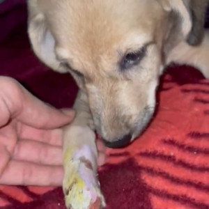 A Female Dog Tuktuk is missing from sector 12 petrol pump, dwarka Delhi-2