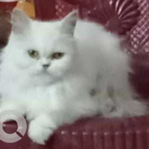 Persian cat is missing from Vakola.