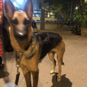 German Shepherd has been found in Versova