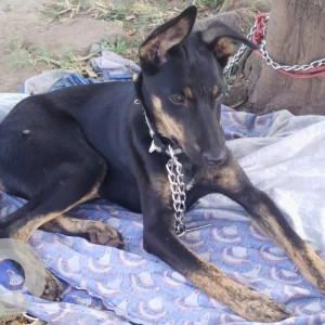 Dog was found near Bhumkar chowk Wakad/PCMC