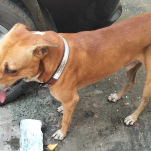 Indie dog is found in Wallajah road-3