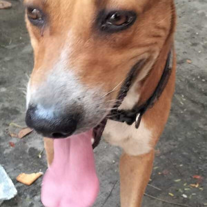 Indie dog is found in Wallajah road-2