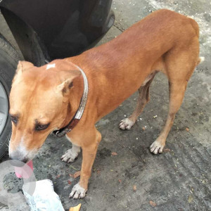 Indie dog is found in Wallajah road