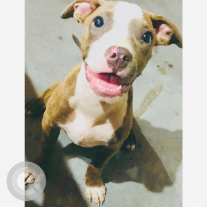 Lost 10 months old female pitbull from Gaziabad