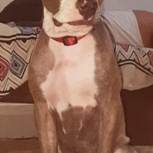 Lost 10 months old female pitbull from Gaziabad-2