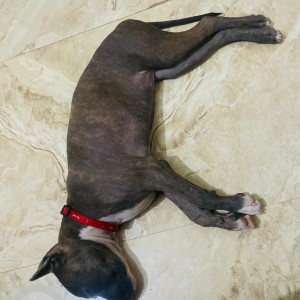Lost 10 months old female pitbull from Gaziabad-3