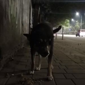 A dog is seen near  Agrasen Society, nearby Saint mira's college, Koregaon park-2
